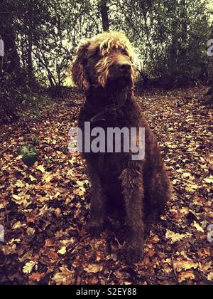 Brun chocolat labradoodle chien dans les bois d'automne, Hampshire, Angleterre, Royaume-Uni. Banque D'Images