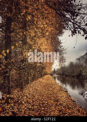 Brun dense feuilles tombées d'une avenue des peupliers par le canal Kennet & Avon en automne Banque D'Images