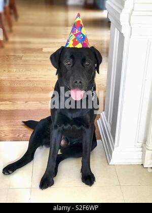 Chien avec chapeau joyeux anniversaire Banque D'Images