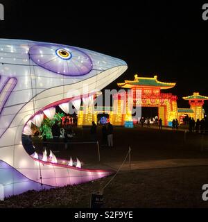 Shark lantern lantern festival d'hiver , Snug Harbor, New York, NY, USA prises par Kaye's images 12/13/18 Banque D'Images