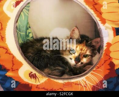 Un chat à poil long maintient au chaud dans un cube coloré cat. Banque D'Images