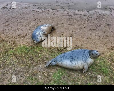 Phoques gris au Donna Nook Banque D'Images