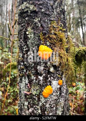 Champignons en gelée d'orange à un arbre dans l'Oregon, USA. Banque D'Images