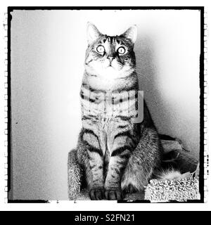 Chat tigré assis sur la perche en noir et blanc Banque D'Images