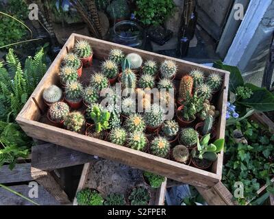 Un bac de cactus à vendre à l'extérieur d'une boutique à Bristol, Royaume Uni Banque D'Images