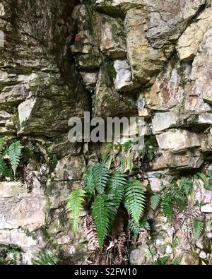 Fougères poussant sur des rochers dans une grotte Banque D'Images