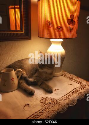 Chaton aux cheveux courts britannique de vous détendre sur le bahut, éclairé par la lampe. Banque D'Images