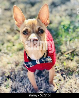 Chihuahua chiot mignon dans Bow tie. Banque D'Images