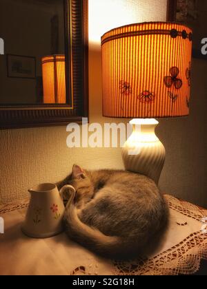 Aux cheveux courts Britannique chaton recroquevillée sur le bahut, éclairé par la lampe. Banque D'Images