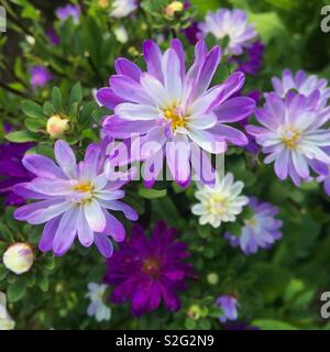 Fleurs violettes fleurissent dans le jardin d'été Banque D'Images