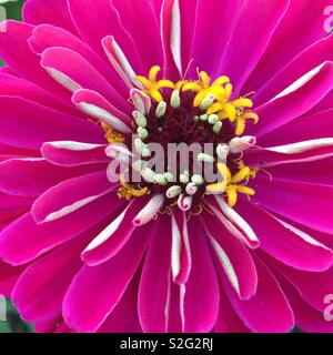 Fleur Rose zinnia Banque D'Images