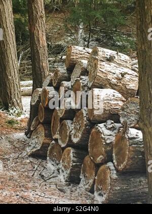 Une pile de bois de chauffage coupé dans la forêt, recouverte d'une fine couche de neige. Fire journaux entre deux troncs d'arbre. Banque D'Images