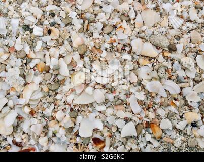 Coquilles cassées sur Formentera beach Banque D'Images