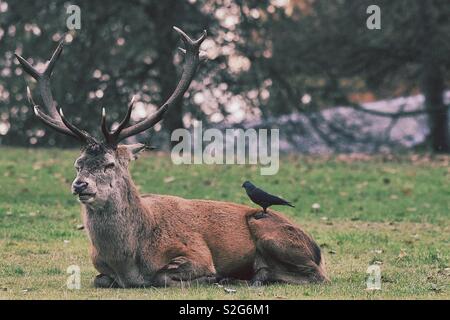 Stag et crow Banque D'Images