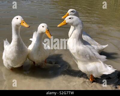 Collection de quatre canards d'Aylesbury Pekin Banque D'Images