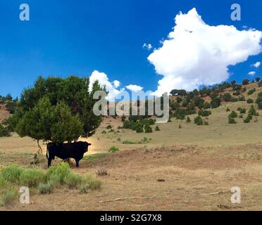 Grand taureau noir à l'ombre sous un arbre, au Wyoming, USA Banque D'Images