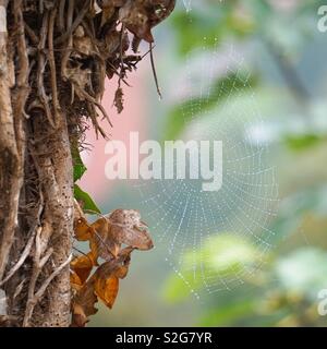 Spider web sur le tronc de l'arbre dans la nature Banque D'Images