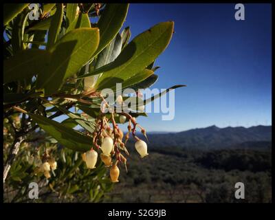 L'arbousier (Arbutus unedo) en fleur, en Catalogne, Espagne. Banque D'Images