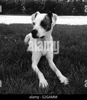 Pit Lab Mix de poser dans l'herbe Banque D'Images