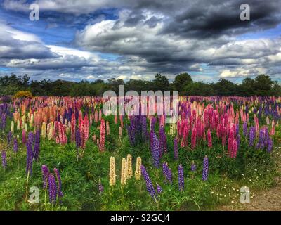 Domaine de lupins en fleurs en Patagonie, Argentine Banque D'Images