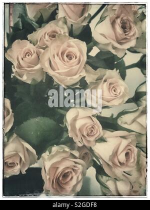 Roses roses. Banque D'Images