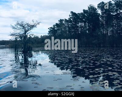 Seul arbre sur le lac Moultrie avec de la mousse espagnole, Janvier 2019 Banque D'Images