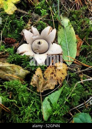 Regardant vers le bas sur un collier en bois Earthstar dicotylédones dans le Gloucestershire, Royaume-Uni, Octobre 2018 Banque D'Images