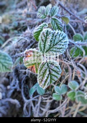 Frosty bramble feuilles, Janvier Banque D'Images