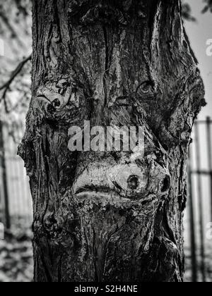 Rare tronc d'arbre. Glasgow, Ecosse. UK. Banque D'Images