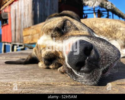 Couchage chien au soleil sur une ancienne jetée à Bocas del Toro, PANAMA Banque D'Images