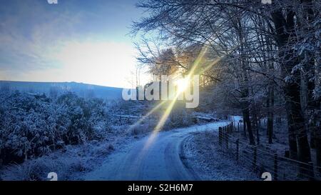 Lever du soleil à travers des arbres sur un matin glacial à Dumfries et Galloway. Banque D'Images