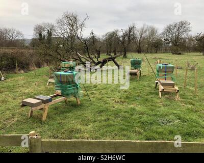 Scène verdoyante anglaise classique de ruches sur des chevalets enveloppé pour l'hiver dans un ancien verger avec Perry Poirier et pommiers, y compris d'un vélo arbre tombé dans la prairie non améliorées. Banque D'Images