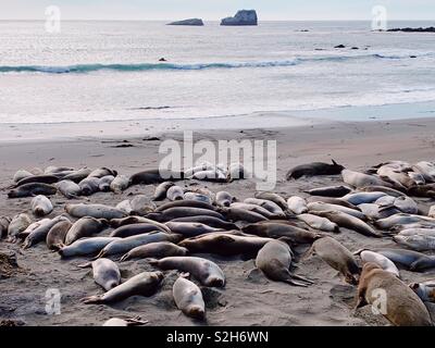 Les éléphants de mer se rassemblent sur la plage en Californie, en novembre 2018 Banque D'Images