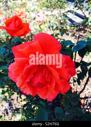 Roses rouge vif et dynamique sur un buisson dans le War Memorial Gardens à Dublin Irlande sur une journée ensoleillée d'automne Banque D'Images