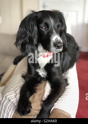 Portrait d'un sprocker spaniel Banque D'Images