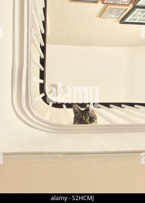 Petite tête de chat sur le site entre les garde-corps sur un escalier à l'intérieur - escaliers en noir et blanc Banque D'Images