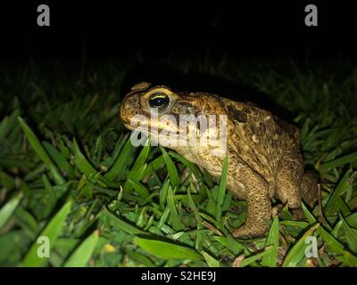 Rhinella marina communément appelé crapaud canne de nuit en Australie. Banque D'Images