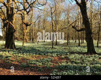 Perce-neige Welford Park. Welford. Newbury. Berkshire, Angleterre Banque D'Images