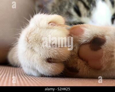 Chat tigré pattes blanches Banque D'Images