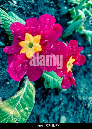 Primroses avec gouttes de pluie. Banque D'Images