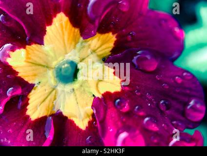 Primrose avec gouttes de pluie. Banque D'Images