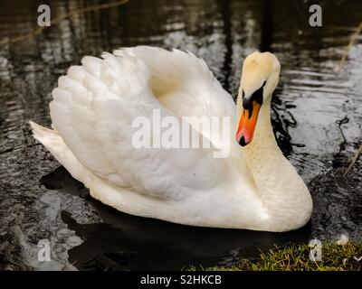 Cygne muet dans l'étang du parc c'est le séchage de plumes. L'Écosse. UK. Banque D'Images