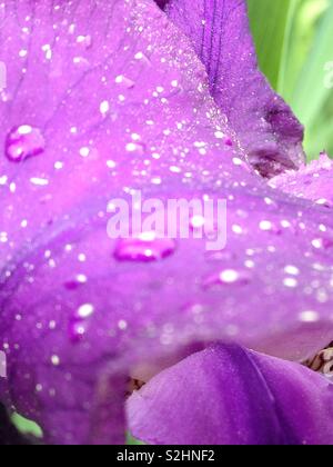 Gouttes de pluie sur Purple Pansy Banque D'Images