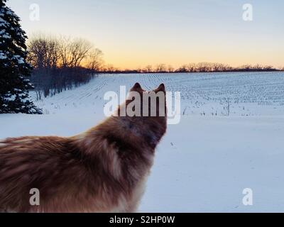 Chien sur un champ neigeux vers le soleil couchant. Banque D'Images