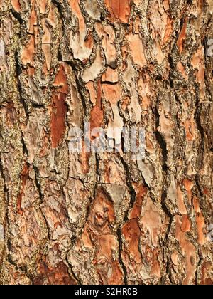 Écorce d’arbre de pin Banque D'Images