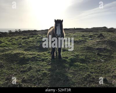 Poney gallois sur sentier côtier du Pembrokeshire Banque D'Images