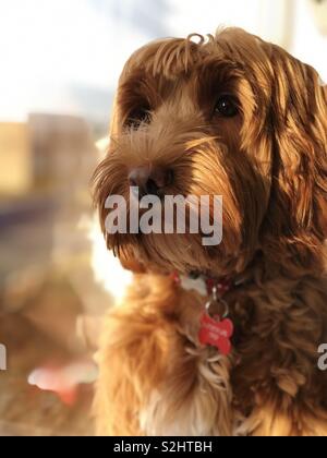 Cockapoo mignon chiot en face de la fenêtre Banque D'Images