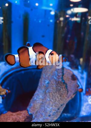 Des poissons clown natation à l'intérieur du réservoir dans l'Aquarium Banque D'Images