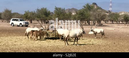 Oryx à Sir Bani Yas Island Banque D'Images