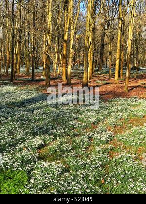 Tapis de perce-neige au printemps Banque D'Images